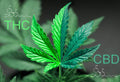🌿 THC vs. CBD: Understanding the Key Differences and How They Affect You 🌿