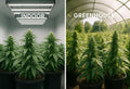 Indoor vs Greenhouse Cannabis: Key Differences