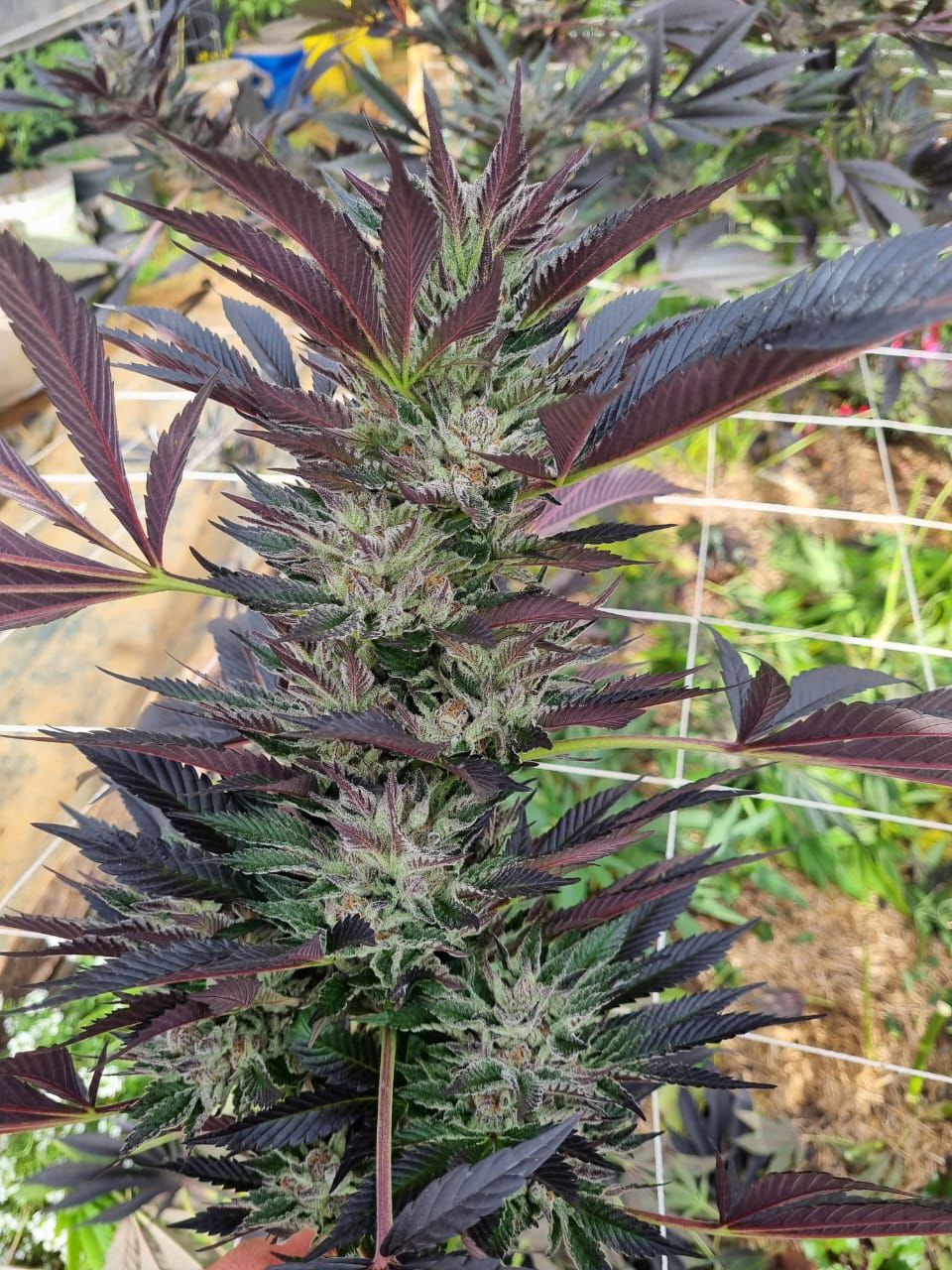 Close-up of a purple cannabis flower bud with crystalline trichomes outdoors