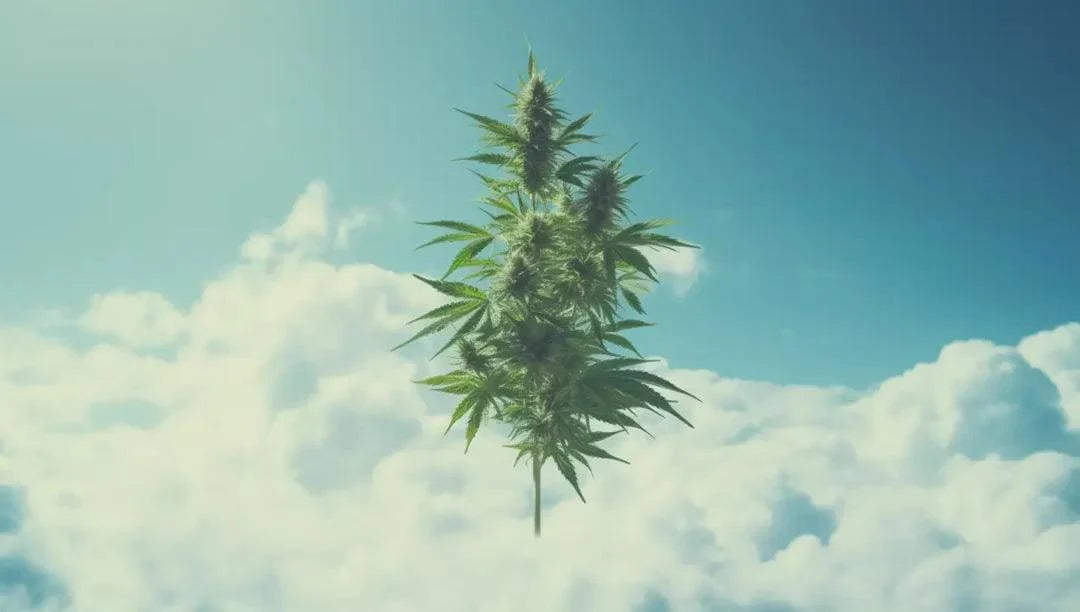 A single premium cannabis plant floating against a bright blue sky with white clouds.