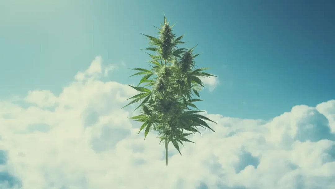 How to Clone Cannabis: Tips and Tricks from the Pros