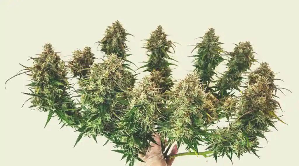 Close-up of premium green cannabis flower buds held by a hand against a plain background.