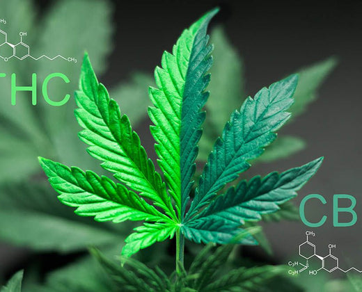 🌿 THC vs. CBD: Understanding the Key Differences and How They Affect You 🌿