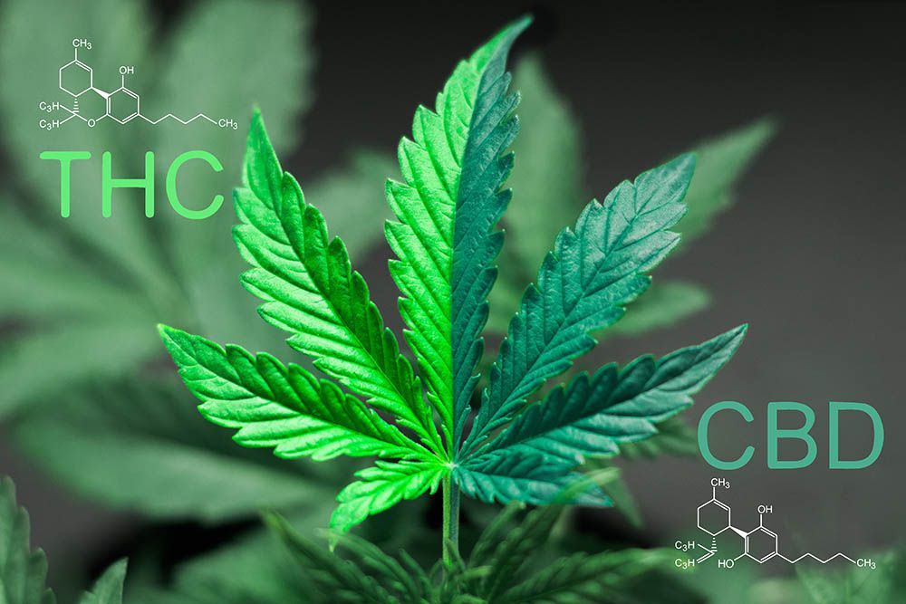 Cannabis leaf with THC and CBD chemical structures on a dark background