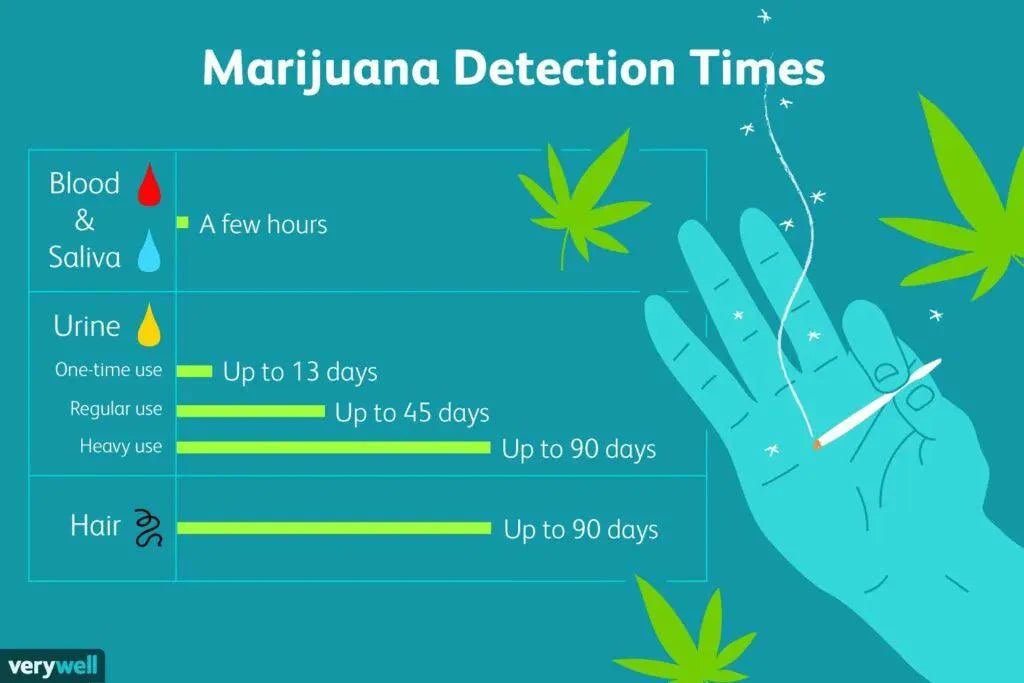 Infographic showing marijuana detection times in blood, saliva, urine, and hair.