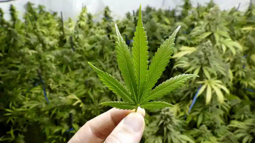 Close-up of a hand holding a healthy green cannabis leaf in a greenhouse cultivation setting.