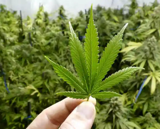 A Guide to Weed for Beginners