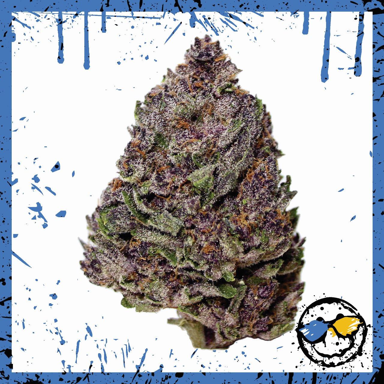 Premium Greenhouse Bud - Black Cherry Punch - Amazol.biz