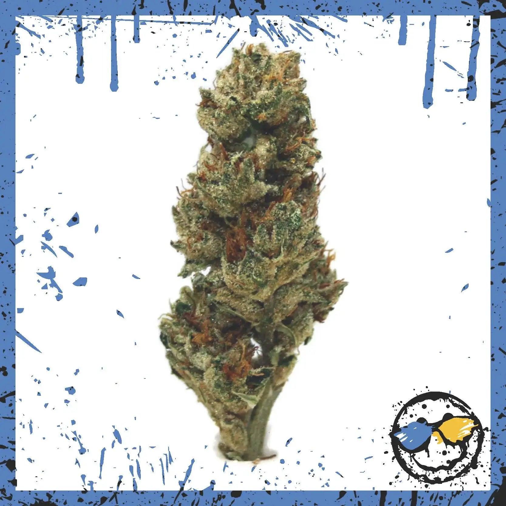 AAA Greenhouse Bud - Banana Milk - Amazol.biz