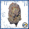 Exotic Indoor Bud - Black Dog