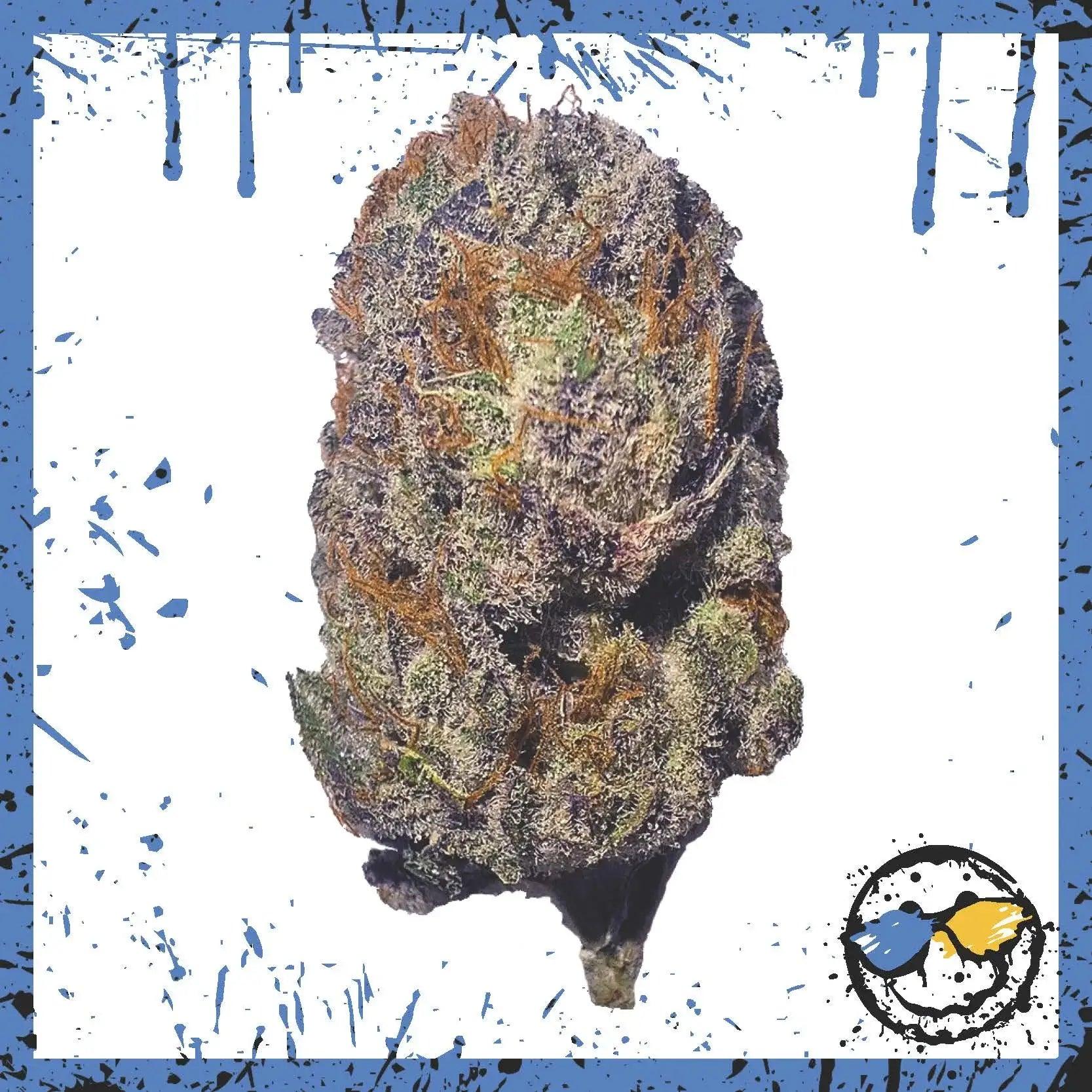 Exotic Indoor Bud - Black Dog