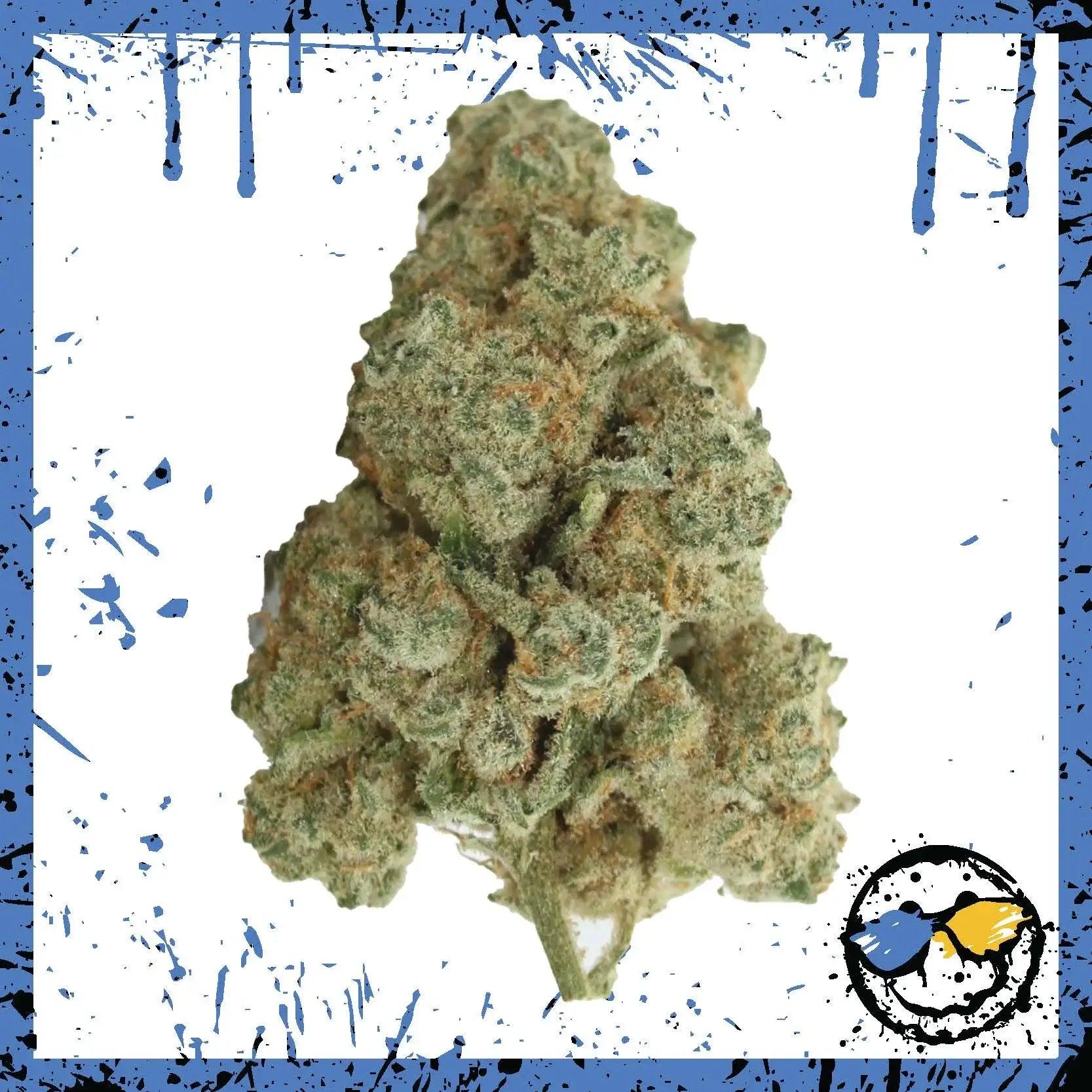 Exotic Indoor Bud - Ghost Train Haze