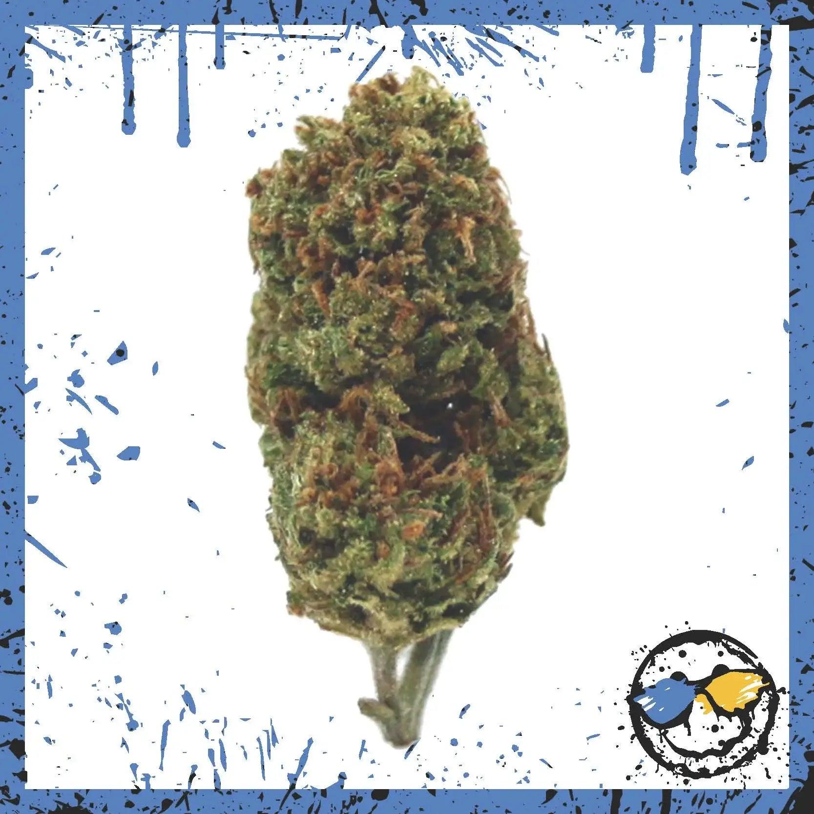 A-grade Greenhouse Bud - Jack Herer