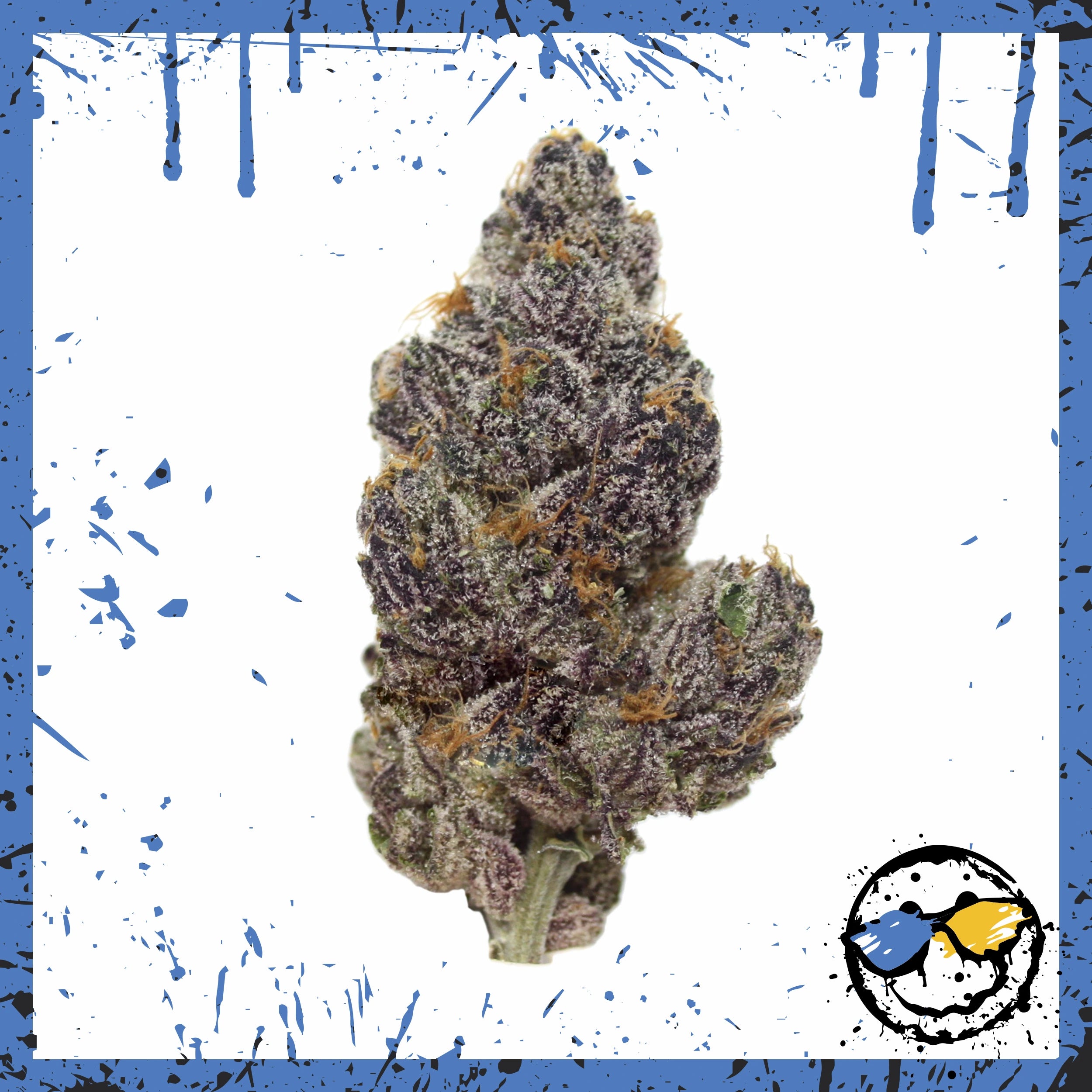 Exotic Indoor Bud - Purple Haze