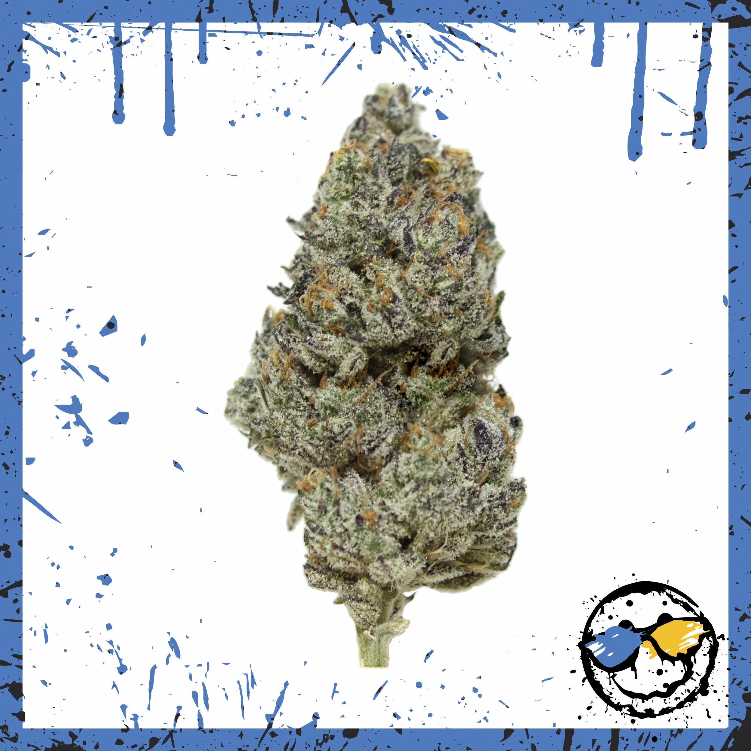 Exotic Indoor Bud - Blackwater x Tropicana Cookies