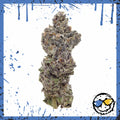 Exotic Indoor Bud - Rainbow Rocket x Chem Valley Rocket