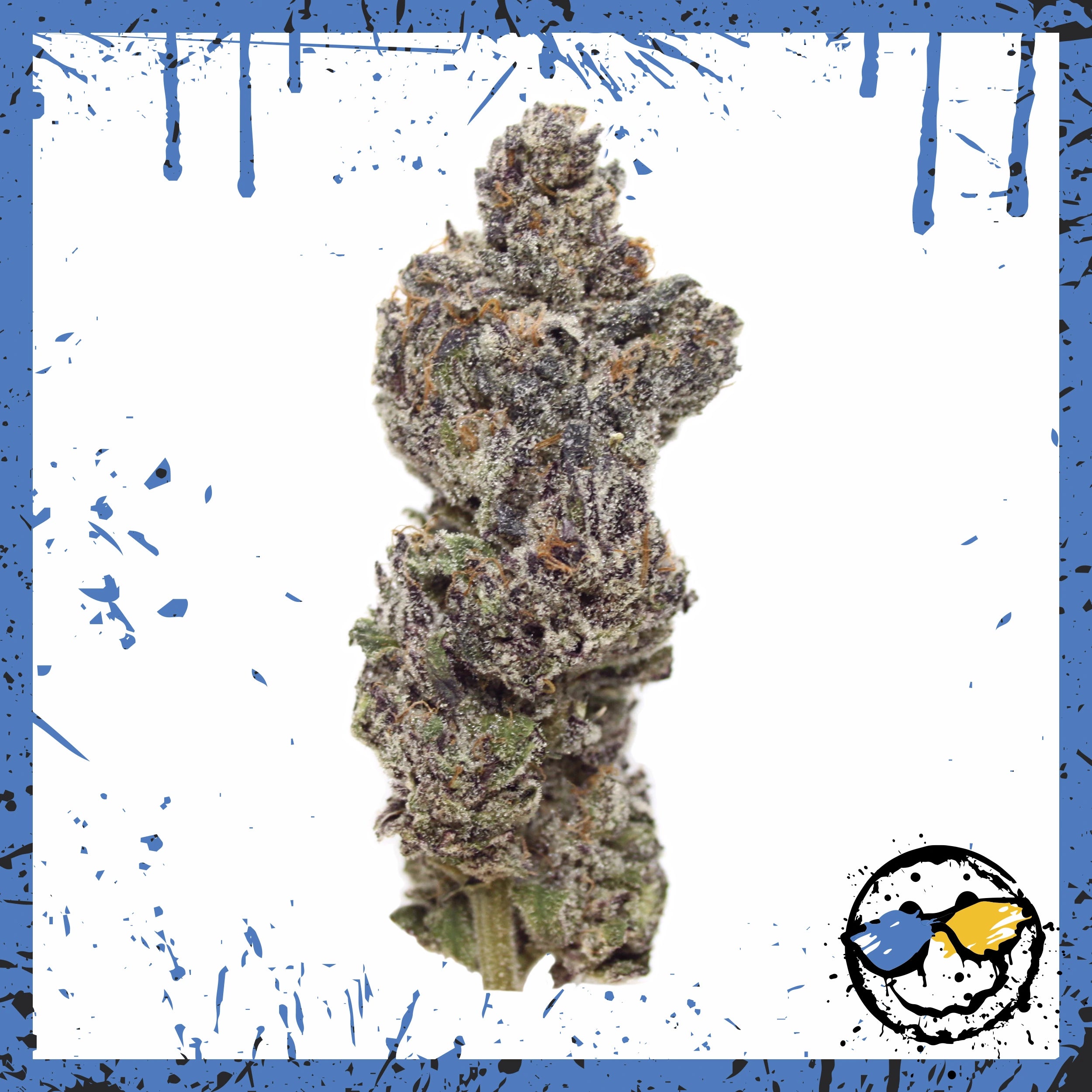Exotic Indoor Bud - Rainbow Rocket x Chem Valley Rocket