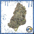 Bud Exotic Indoor